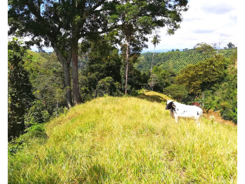 FINCA EN PASTO , SIRVE PARA PLATANO Y CAFÉ EN VENTA 4830 — foto 5