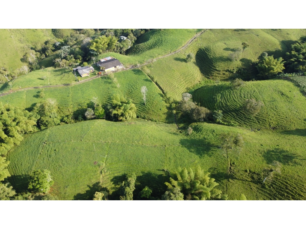 Finca productiva en venta a 10 minutos de circasia - 3