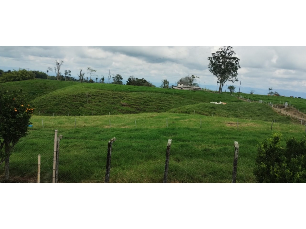 Finca productiva a 15 minutos de Circasia en excelente ubicación — foto 5