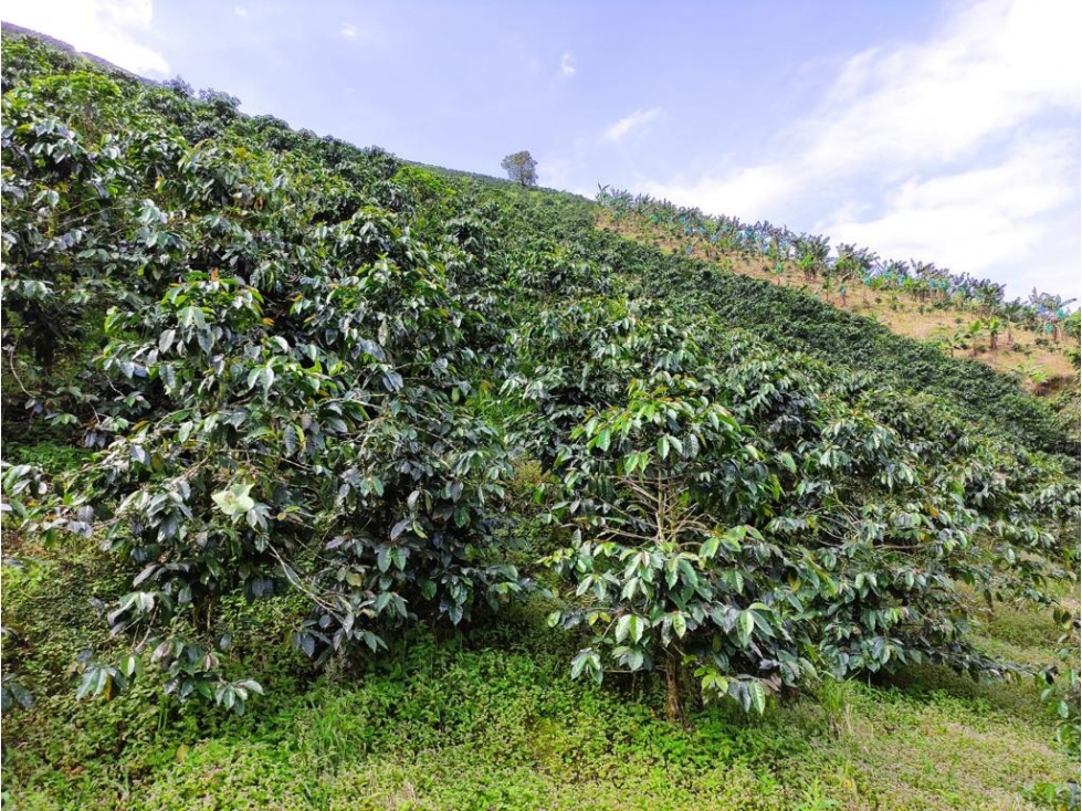 Finca CAFETERA 170 cuadras, excelente café a la venta - 3