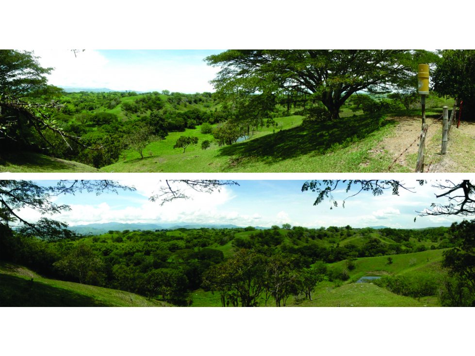 Finca Pereira-Cartago 4662
