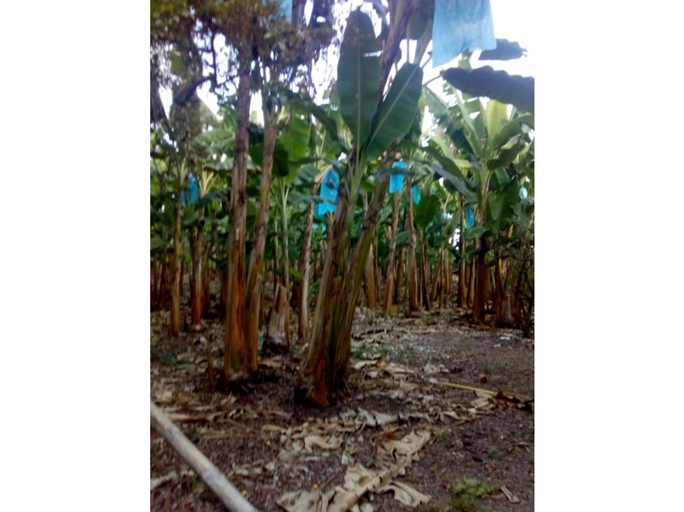 Finca en venta en Hojas Anchas 4696