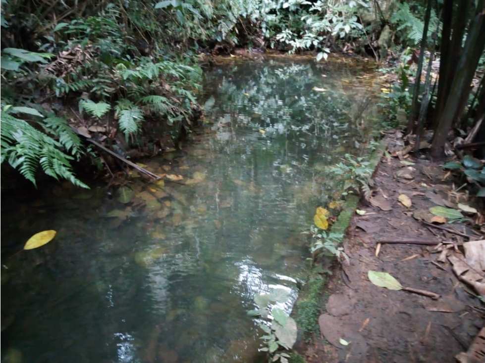 FINCA DIVERSIFICADA Y TECNIFICADA EN CAICEDONIA VALLE - 4