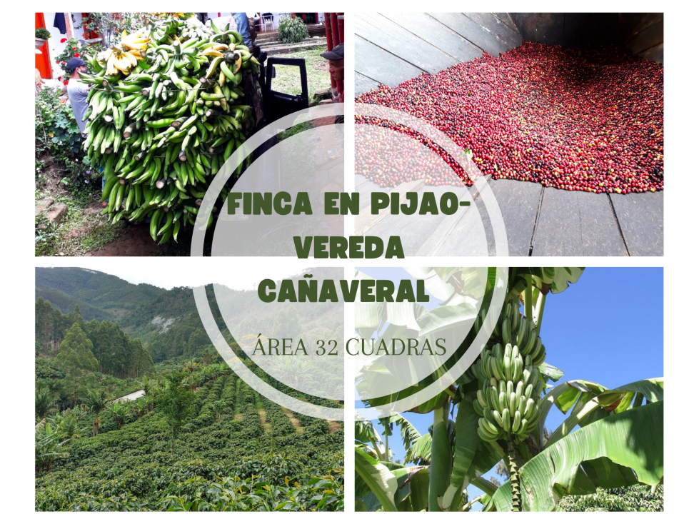 FINCA EN PIJAO- VEREDA CAÑAVERAL 32 CUADRAS REF 4877 - 1