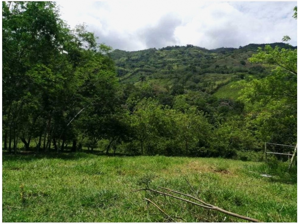 FINCA EN QUIMBAYA GANADERA Y PRODUCTIVA. - 3