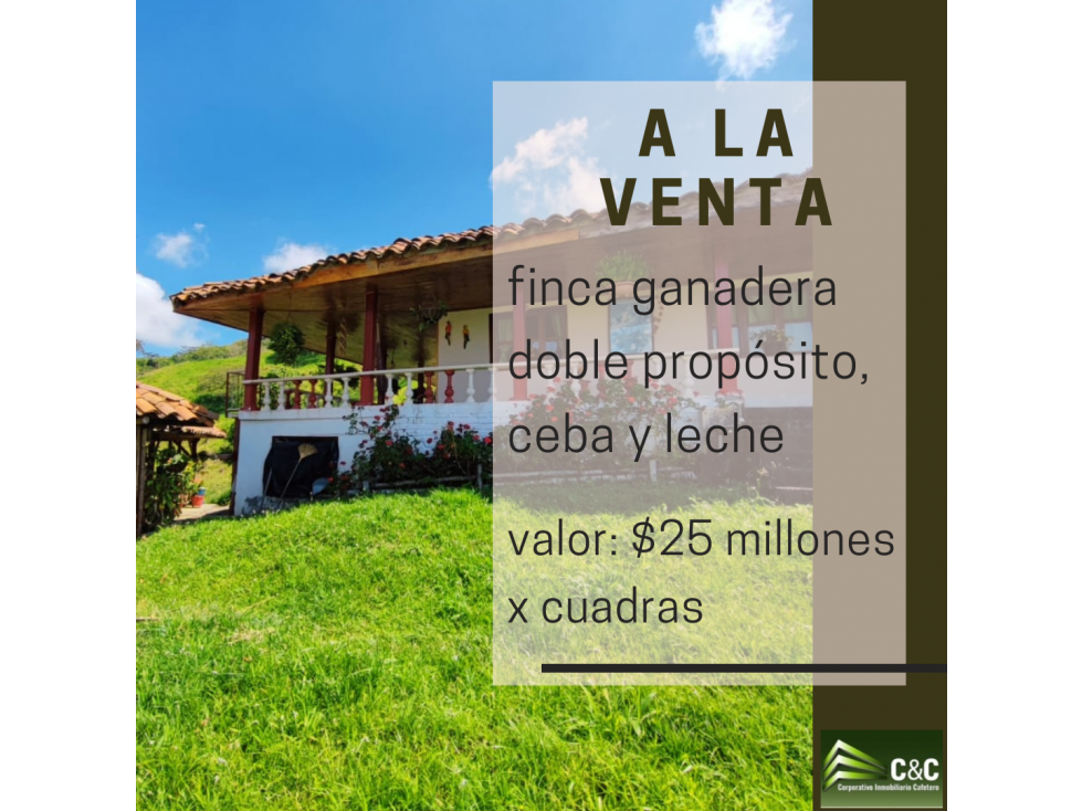 Finca ganadera doble propósito, cartago, via alcala