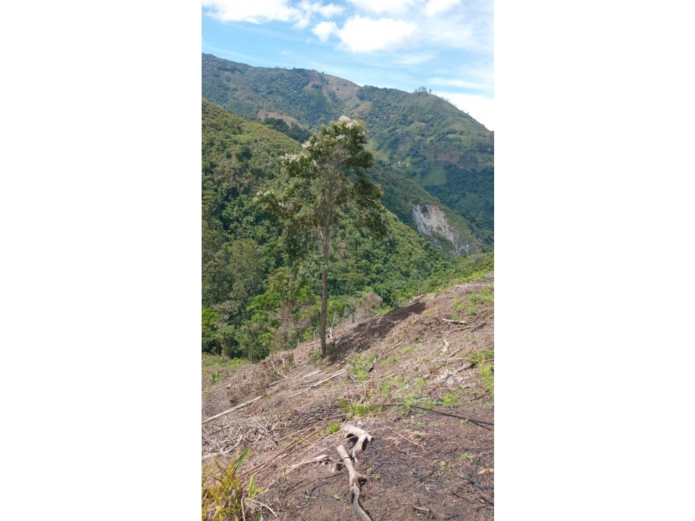 Finca productiva ( plátano , café y pasto ) en venta ubicada en Pijao - 6