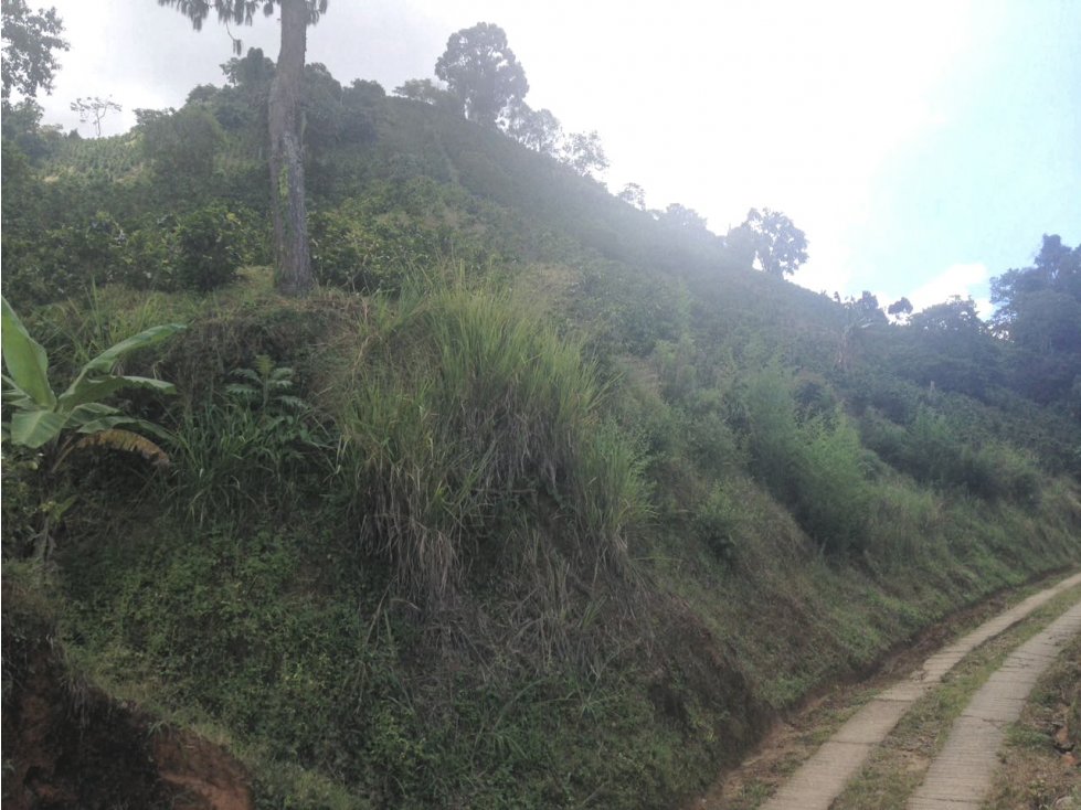 Finca en Venta, Buenavista, Quindio Ref. 4427 - 4