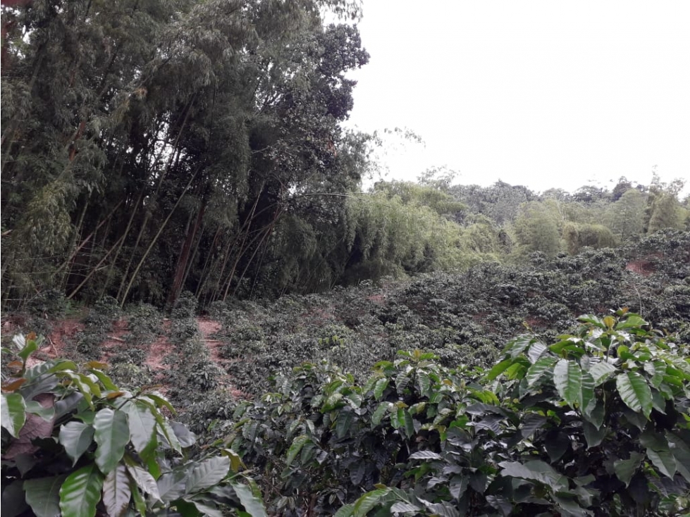 FINCA PRODUCTIVA Y CAFETERA SEVILLA VALLE 4799 - 6