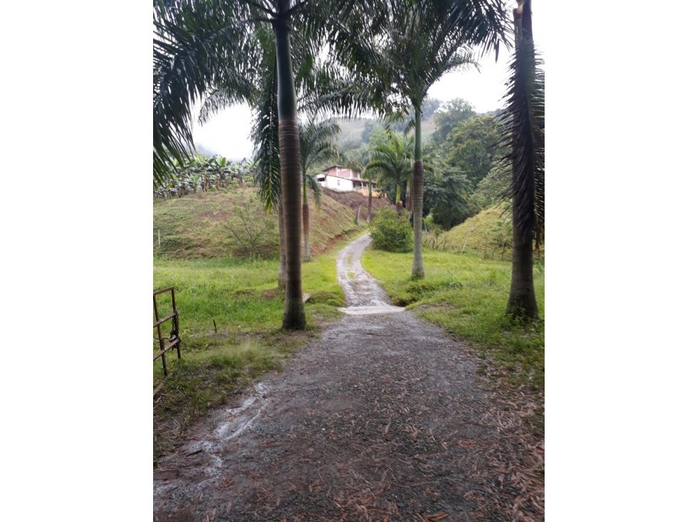 Finca en venta en Buenavista, Quindio 4357 - 1