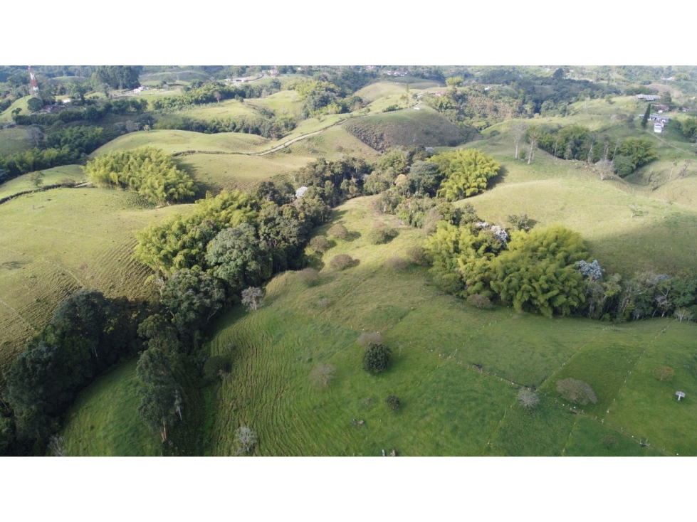 Finca productiva en venta a 10 minutos de circasia - 2