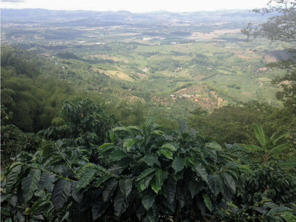 Finca en Venta, Buenavista, Quindio Ref. 4427 - 6