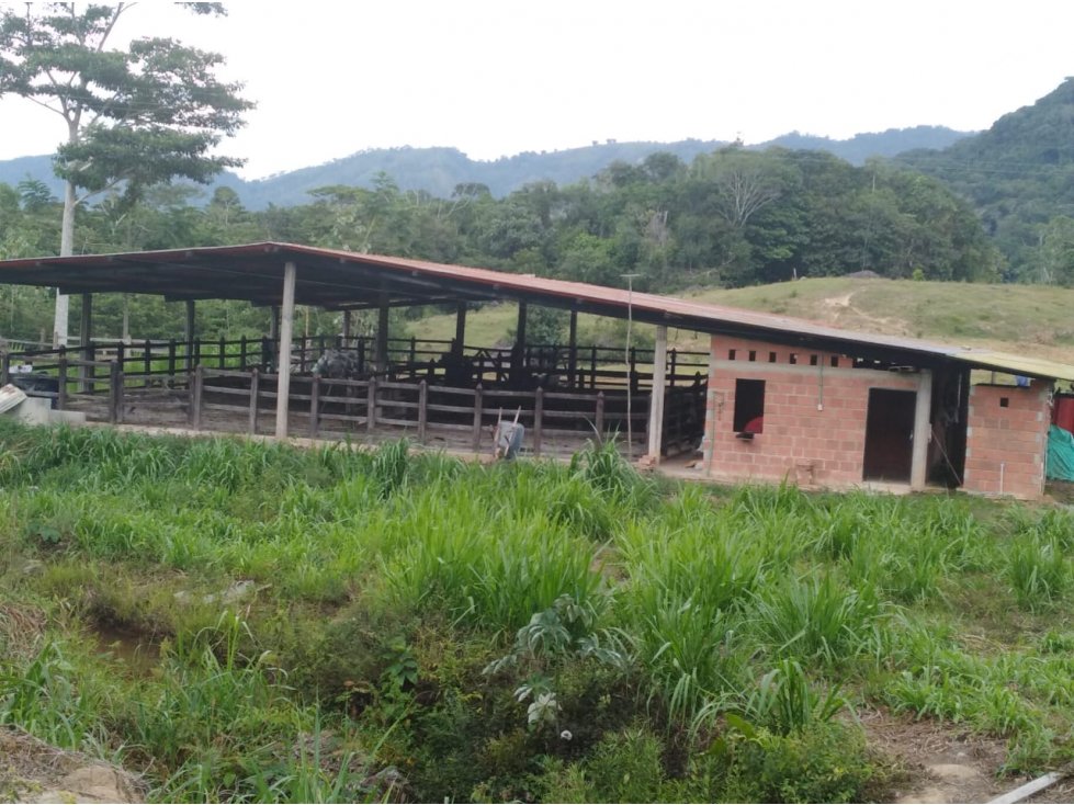 Finca Ganadera y Agrícola en Giron 4731 - 5