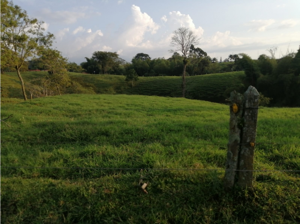Finca productiva en venta a 10 minutos de circasia - 6