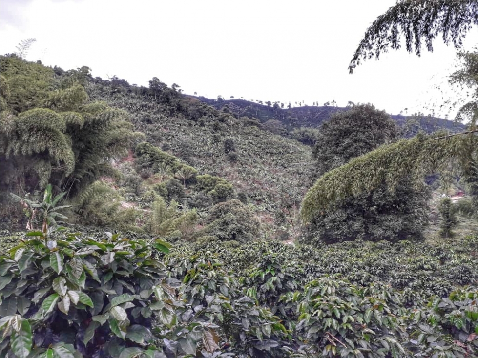 FINCA PRODUCTIVA Y CAFETERA SEVILLA VALLE 4799 - 4