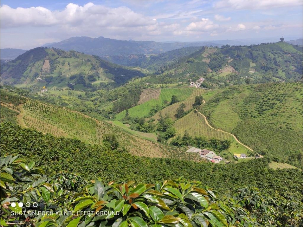 Finca CAFETERA 170 cuadras, excelente café a la venta - 5