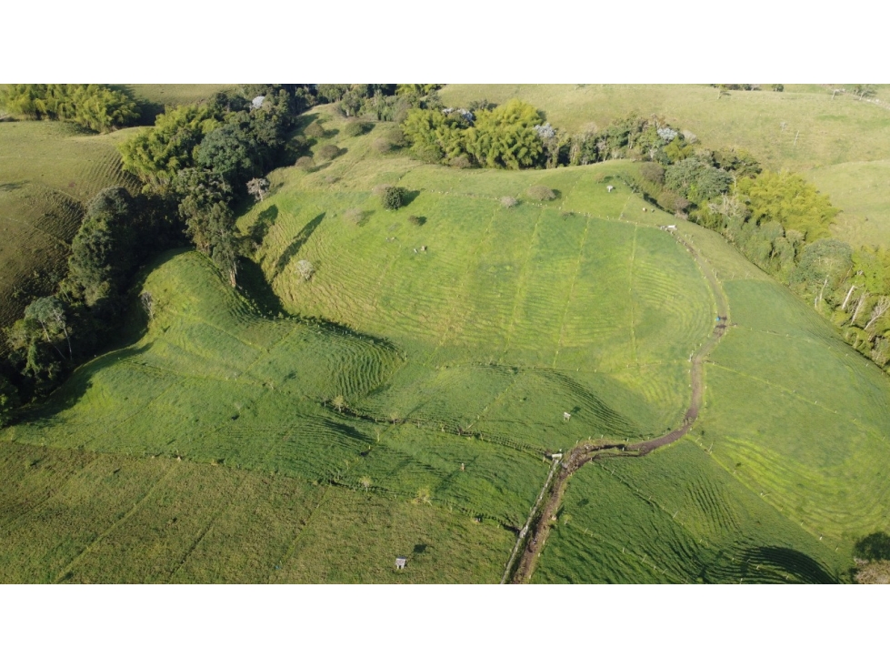 Finca productiva en venta a 10 minutos de circasia - 4