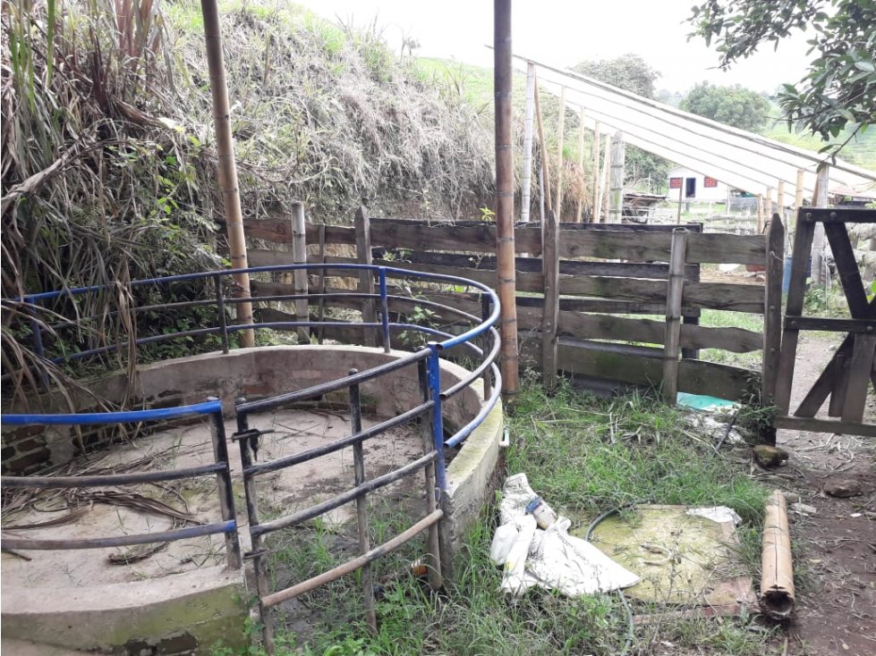 Finca venta Plátano y Cafe Circasia Quindio 4647 — foto 5