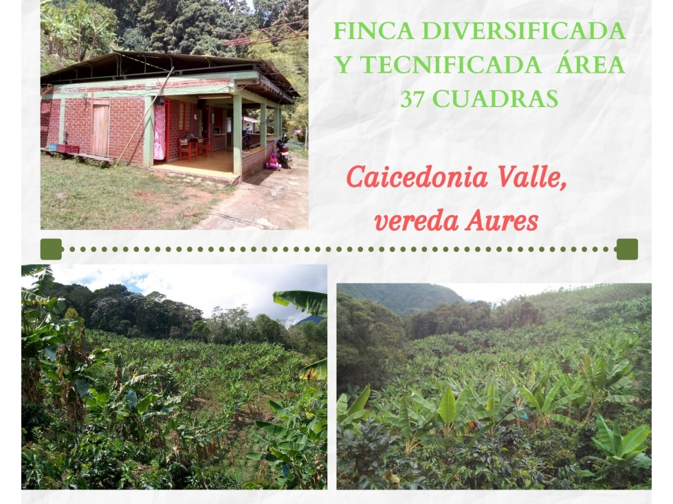 FINCA DIVERSIFICADA Y TECNIFICADA EN CAICEDONIA VALLE - 1