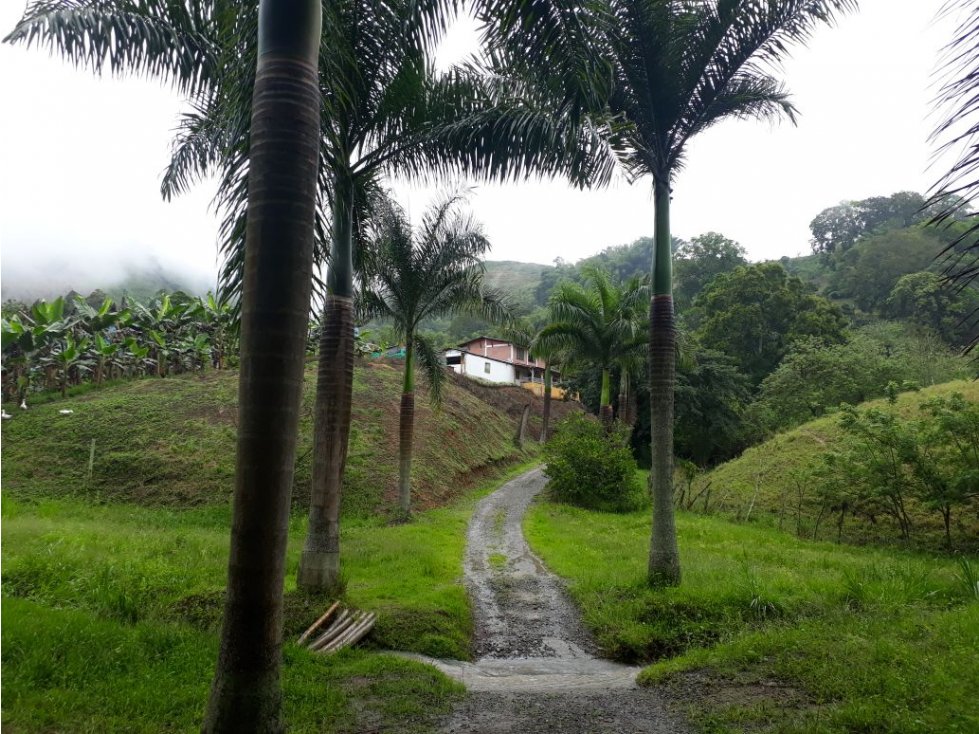 Finca en venta en Buenavista, Quindio 4357 - 2