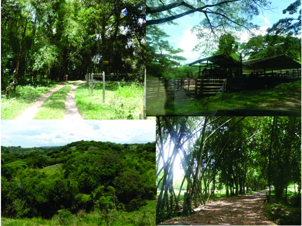 Finca Pereira-Cartago 4662 — foto 2