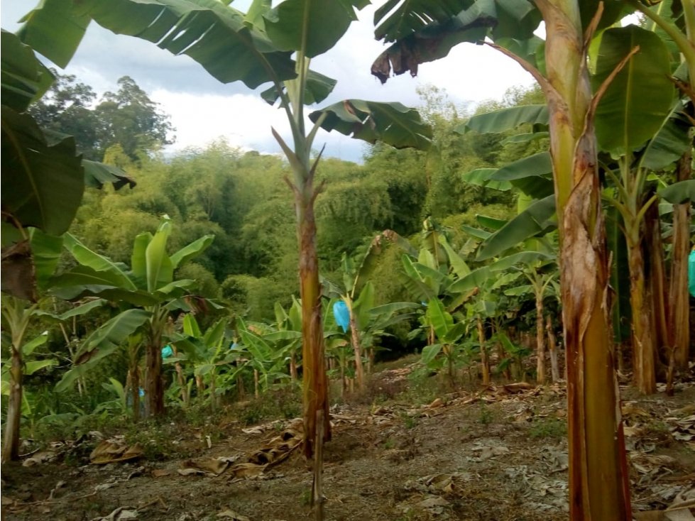 Finca en venta en Hojas Anchas 4696 — foto 2