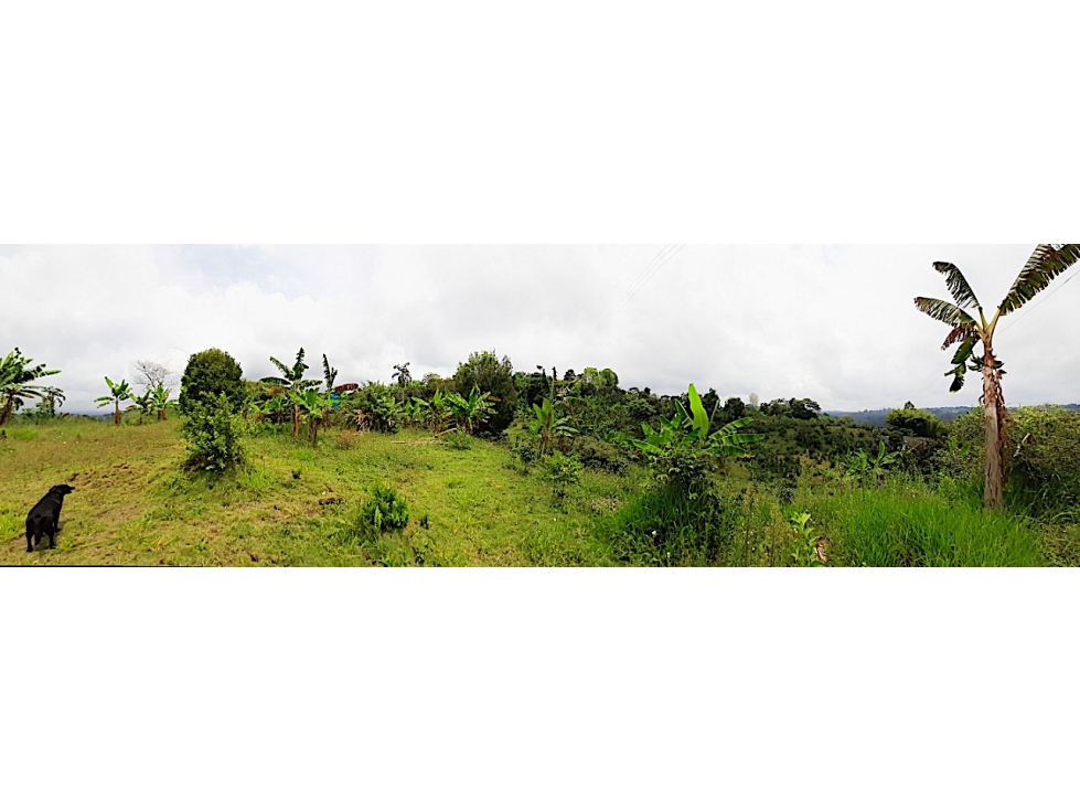 A LA VENTA FINCA PRODUCTIVA Y CAFETERA 4813 - 4