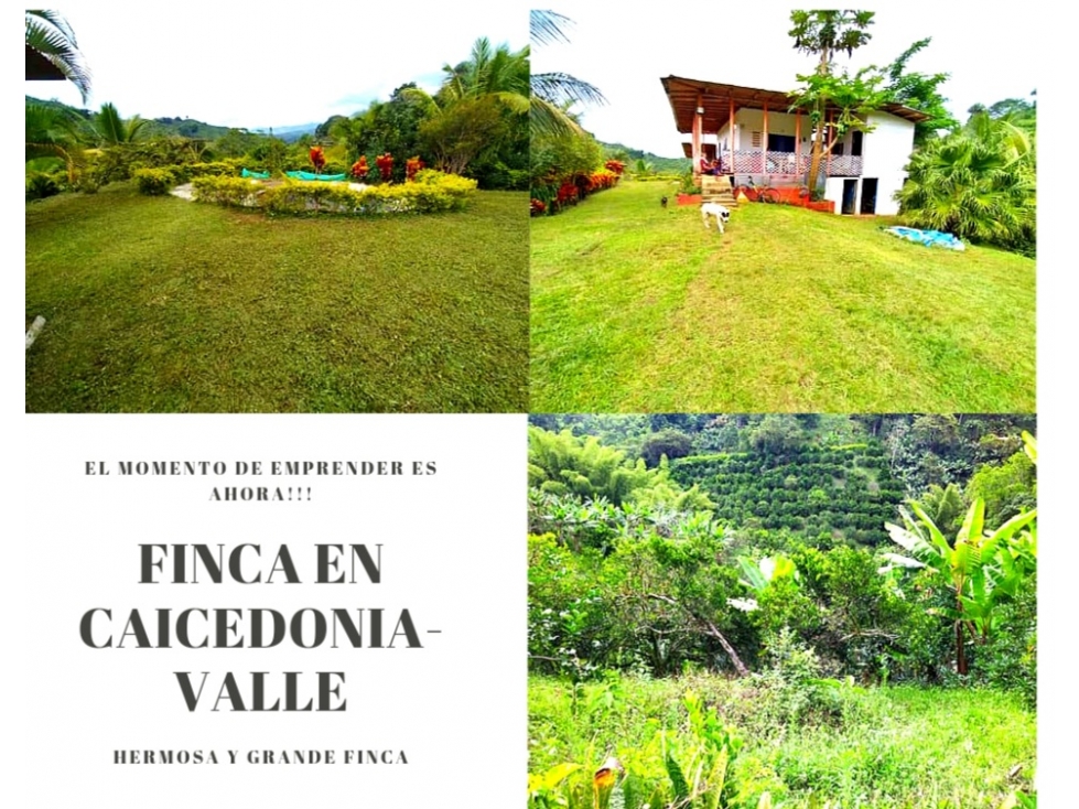 FINCA PRODUCTIVA UBICADA EN CAICEDONIA-VALLE 4845 - 1