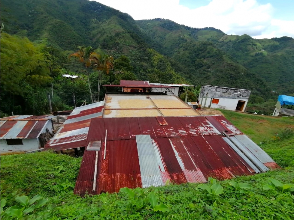 FINCA CULTIVABLE CAICEDONIA 4871 - 2