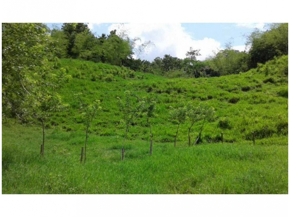 FINCA EN QUIMBAYA GANADERA Y PRODUCTIVA. - 4