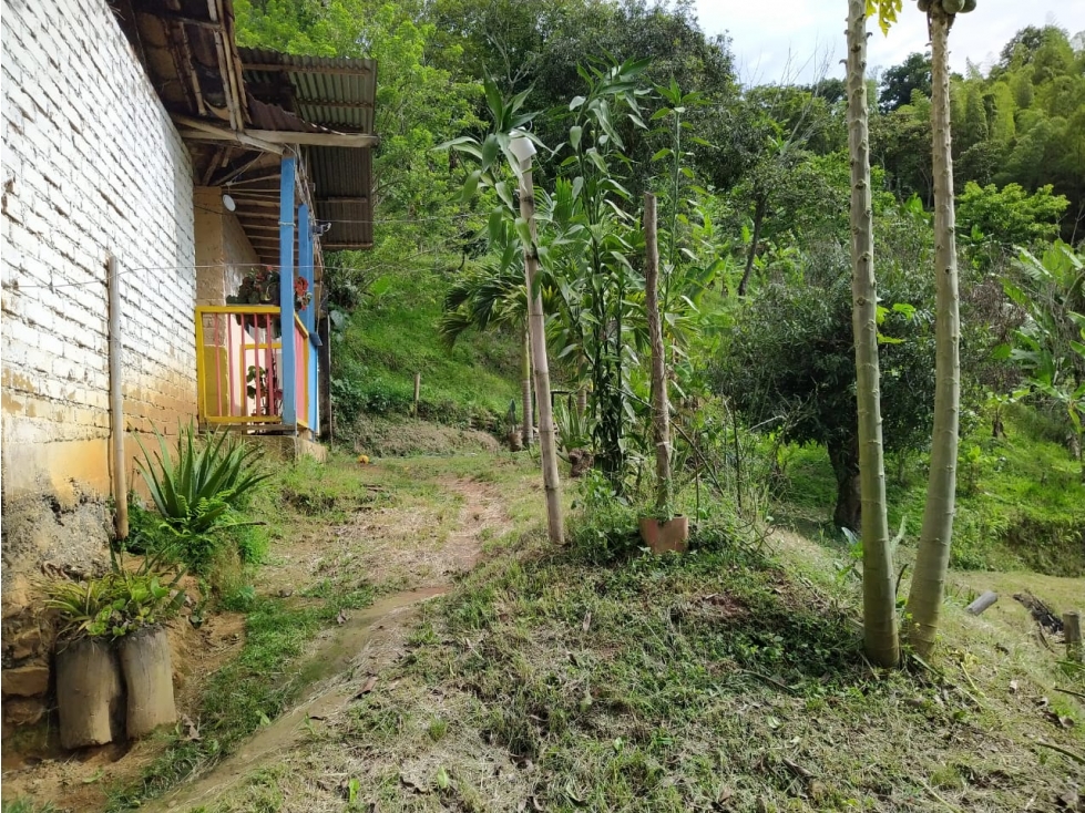 FINCA CON DIVERSIFICACION DE CULTIVOS UBICADA EN CAICEDONIA — foto 2