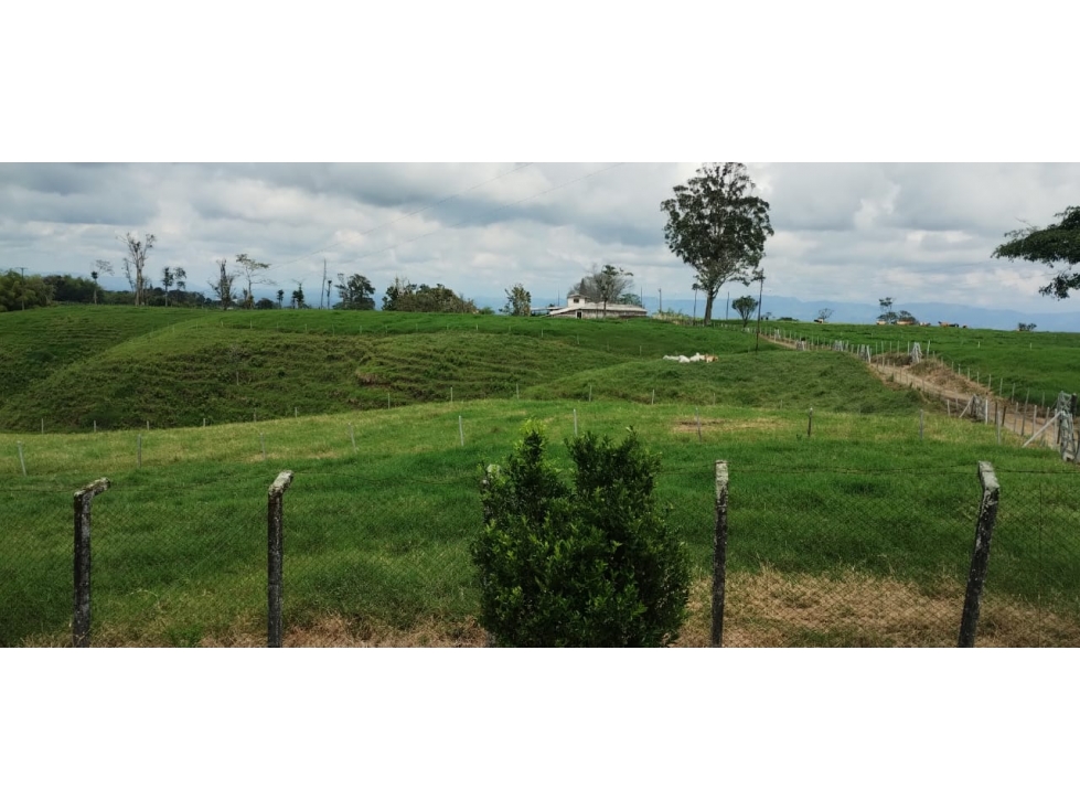 Finca productiva a 15 minutos de Circasia en excelente ubicación — foto 4