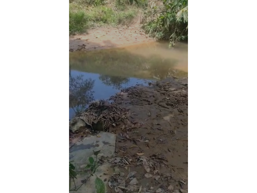 Finca ganadera en venta pueblo tapao montengro 117.2 hectareas - 6