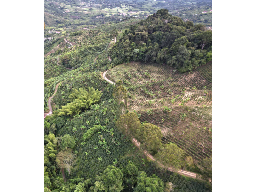 Finca cafetera tecnificada en Colombia pereira — foto 2