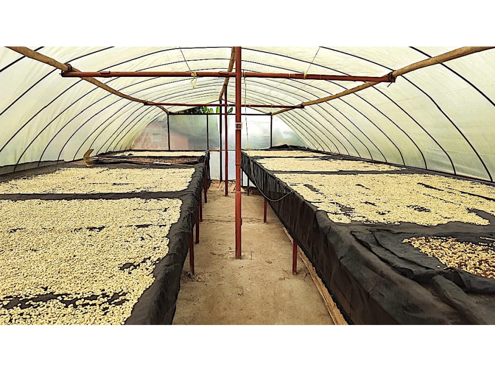 A LA VENTA FINCA PRODUCTIVA Y CAFETERA 4813 - 5