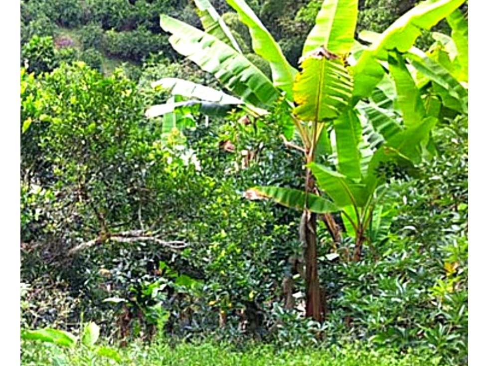 FINCA PRODUCTIVA UBICADA EN CAICEDONIA-VALLE 4845 - 3