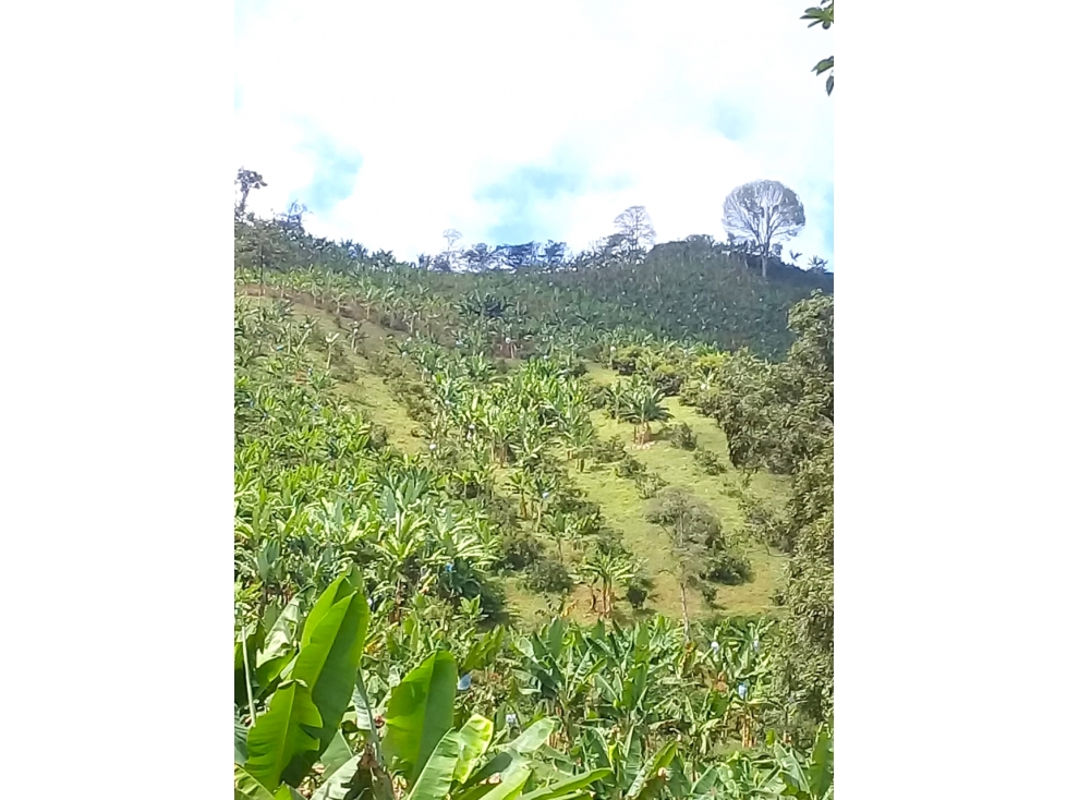 FINCA CULTIVABLE CAICEDONIA 4871 - 3