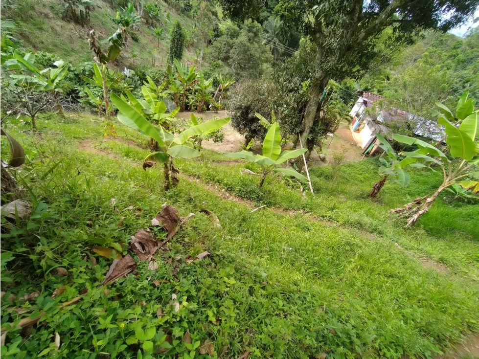 FINCA CON DIVERSIFICACION DE CULTIVOS UBICADA EN CAICEDONIA — foto 3