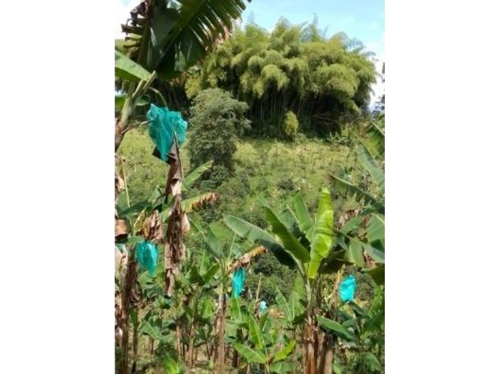 FINCA UBICADA EN CIRCASIA QUINDIO — foto 4