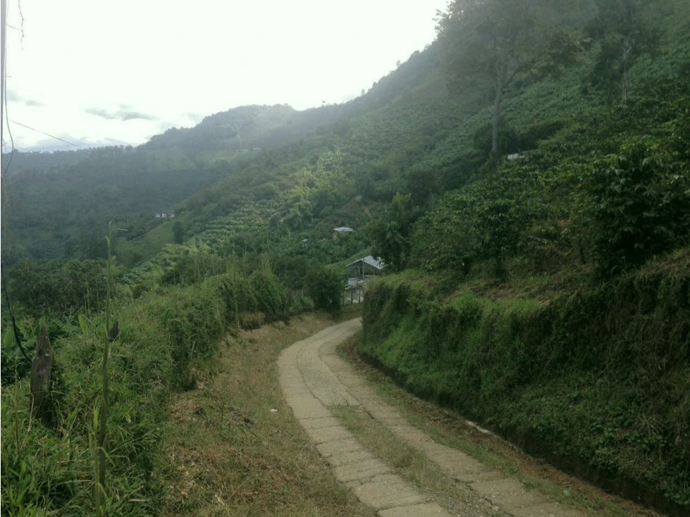 Finca en Venta, Buenavista, Quindio Ref. 4427 - 3