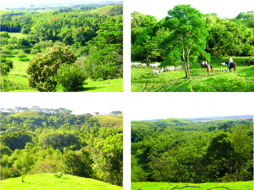 Finca Pereira-Cartago 4662 — foto 4