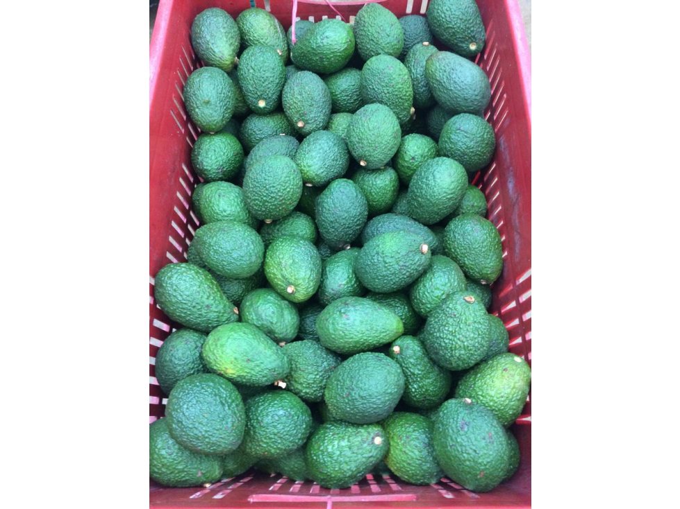 Finca aguacate Tolima Mariquita 90499-0 - 4