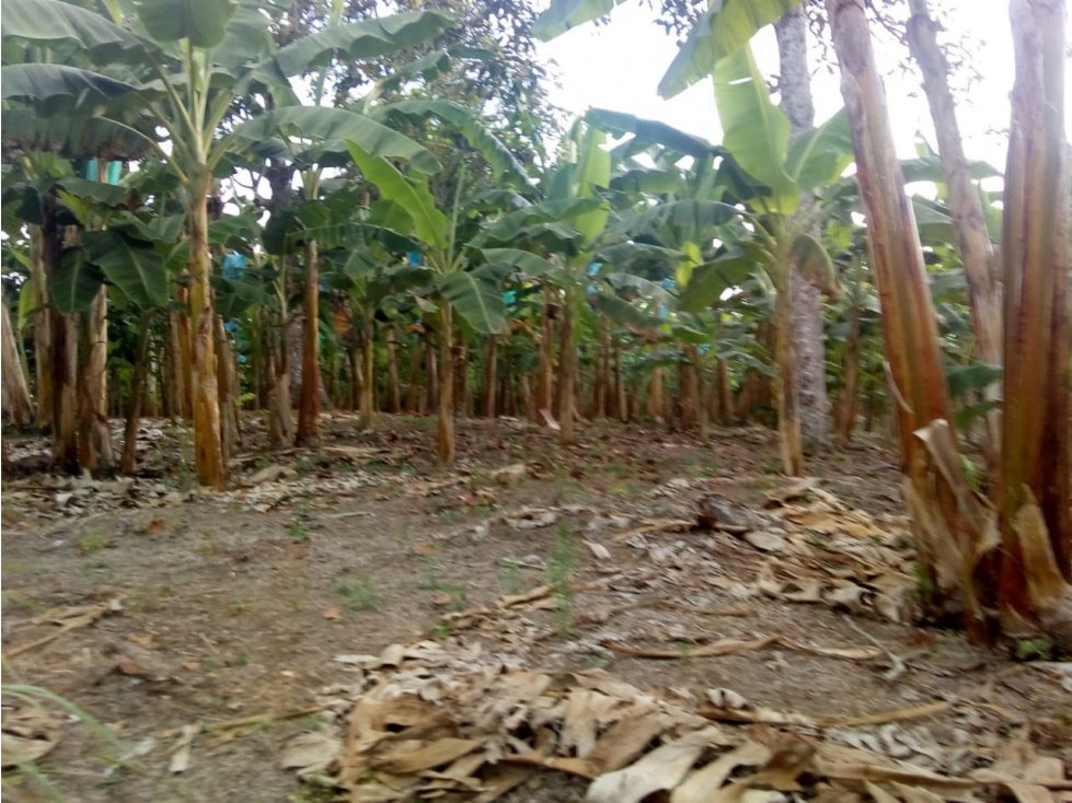Finca en venta en Hojas Anchas 4696 — foto 4