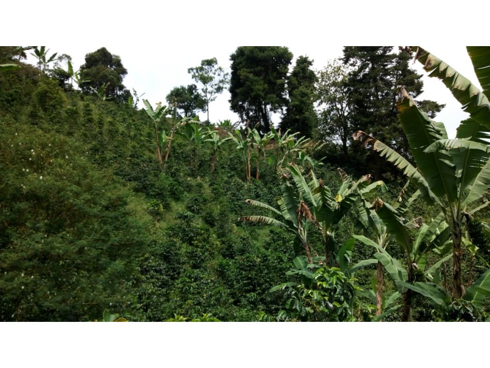 FINCA DIVERSIFICADA Y TECNIFICADA EN CAICEDONIA VALLE - 5