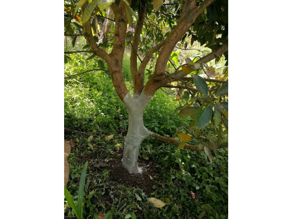 FINCA CULTIVABLE CAICEDONIA 4871 - 4