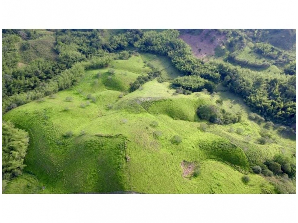 FINCA EN QUIMBAYA GANADERA Y PRODUCTIVA. - 6