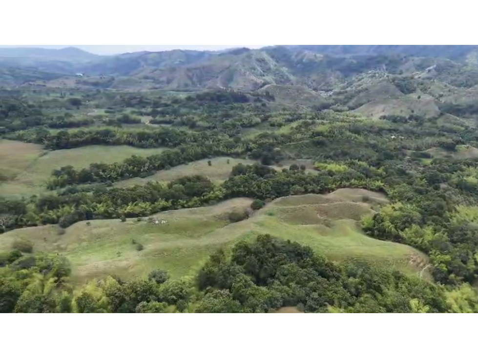 Finca ganadera en venta pueblo tapao montengro 117.2 hectareas - 2