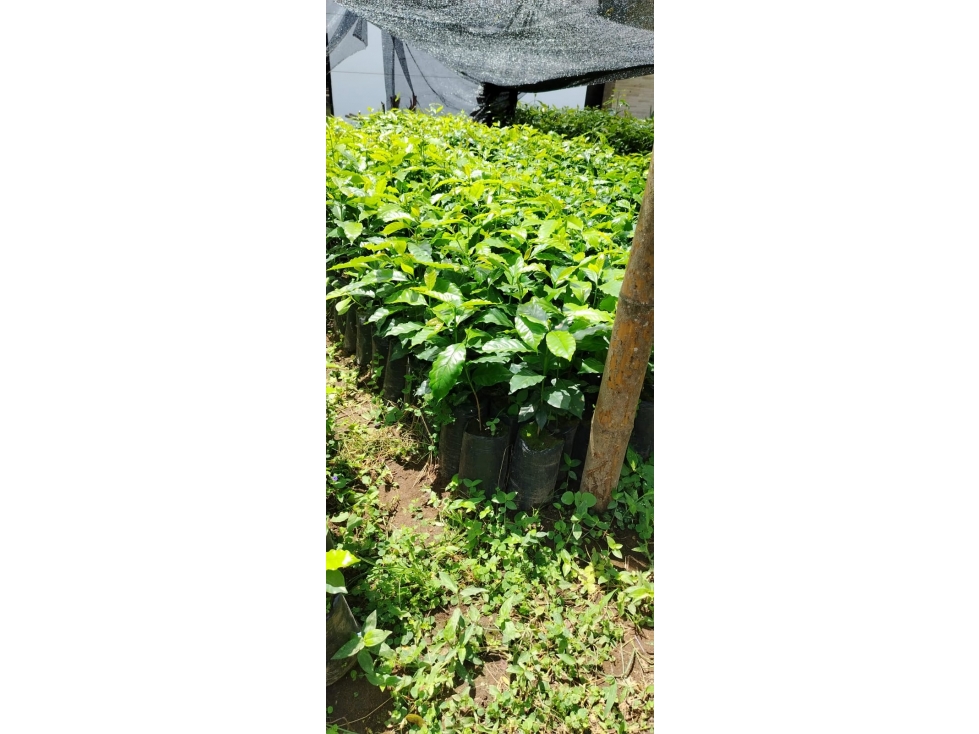 Finca productiva ( plátano , café y pasto ) en venta ubicada en Pijao - 4