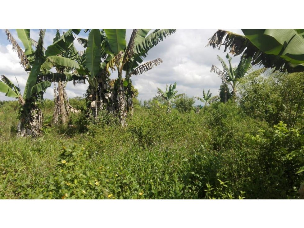 Finca en venta en Quimbaya 4667 - 5
