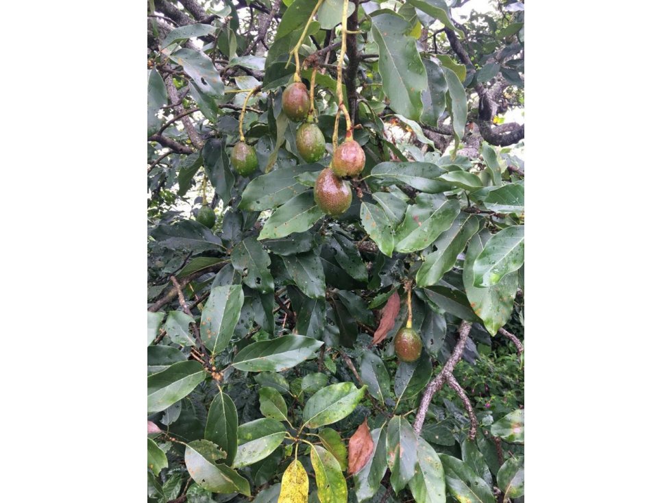 Finca aguacate Tolima Mariquita 90499-0 - 5